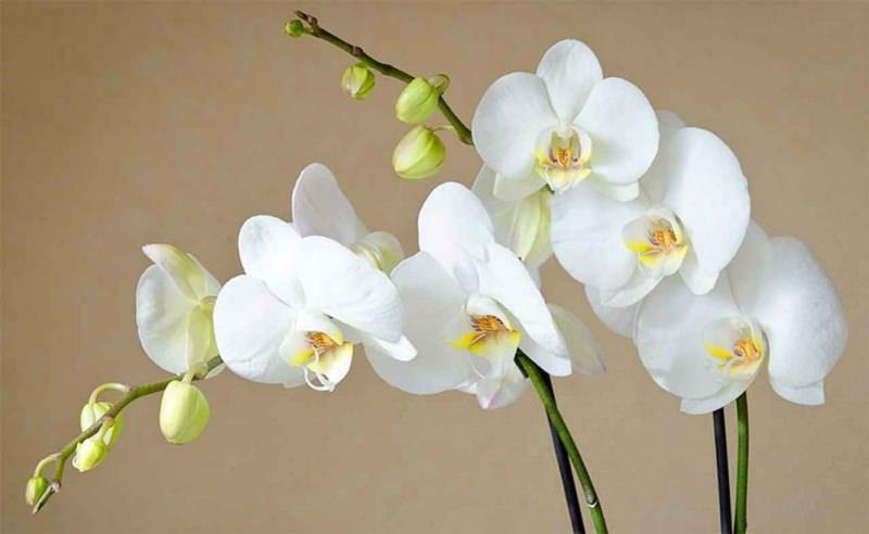 kuidas orhideede eest hoolitseda