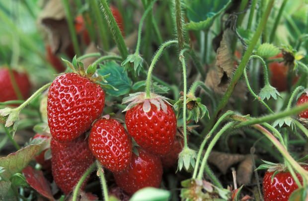 Kas maasikate söömine kaotab kaalu?