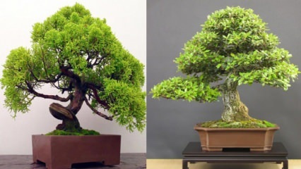 Kuidas kasvatada bonsai puud? Kuidas hoolitseda bonsai puu eest Bonsai puu omadused 