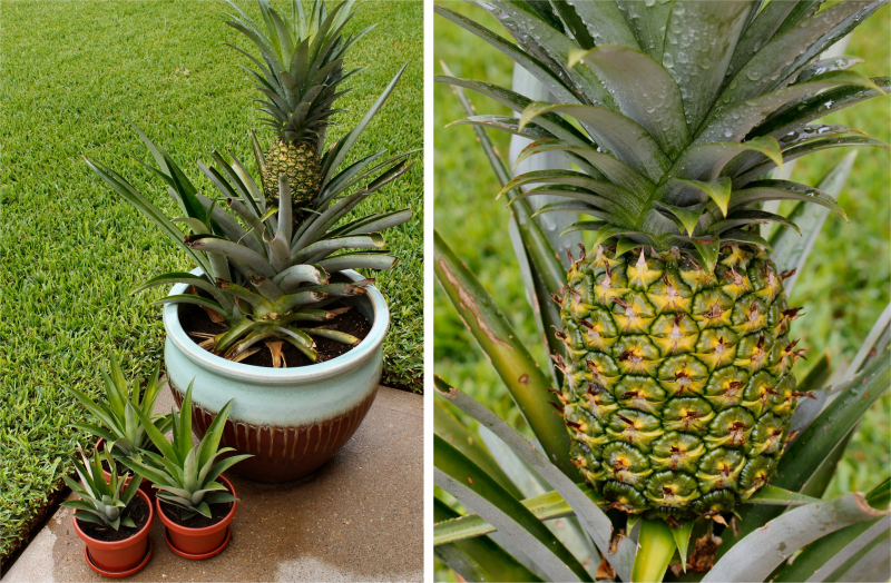 Kuidas kodus ananassi kasvatada? Kuidas ananassi juurdumist tehakse?