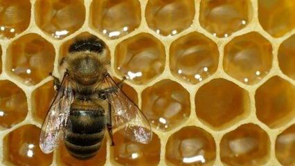 Kus kasutatakse mesilase mürki? Mis kasu on mesilasmürgist? Milliste haiguste vastu on mesilasmürk hea?