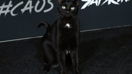 Must kass Hollywoodi esilinastusel ...