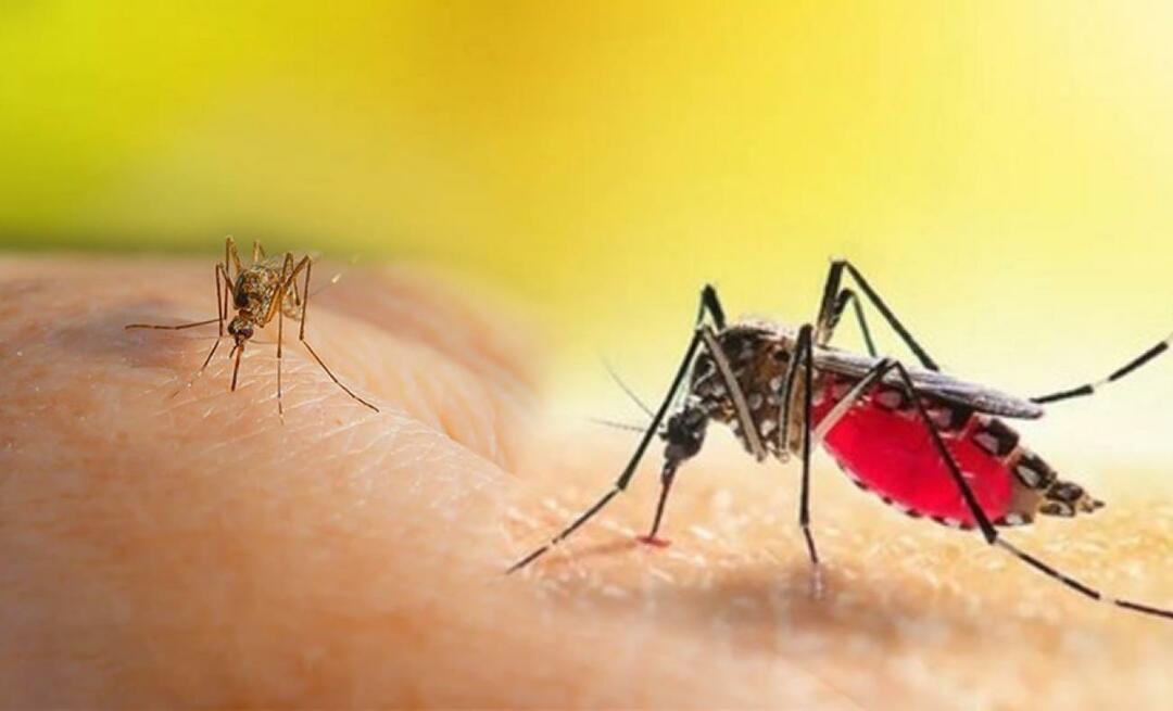 Millised on Aedese sääsehammustuse sümptomid? Kuidas vältida Aedese sääsehammustust?