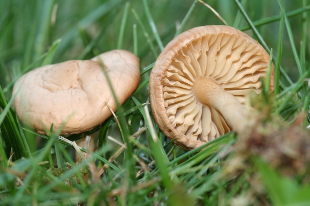 Mis kasu on seenest? Milliste haiguste korral seened on head?