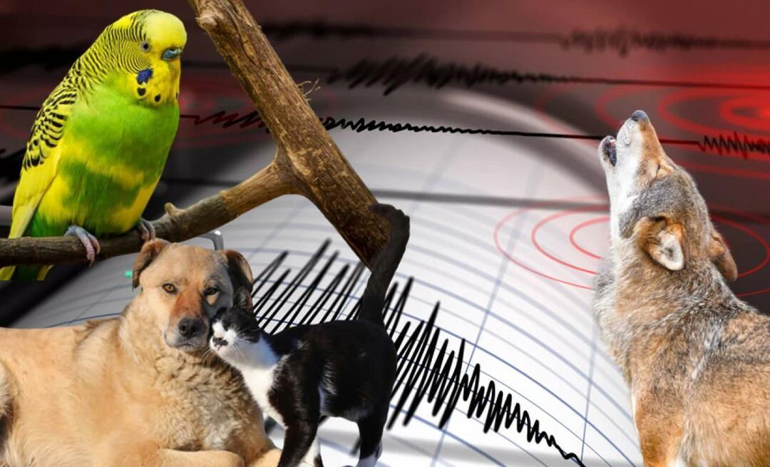 Kas loomad tajuvad maavärinaid ette? Maavärin ja loomade ebanormaalne käitumine...