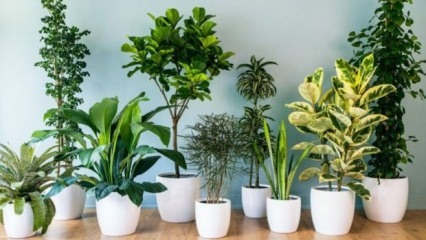 8 taime, mida on lihtne hooldada