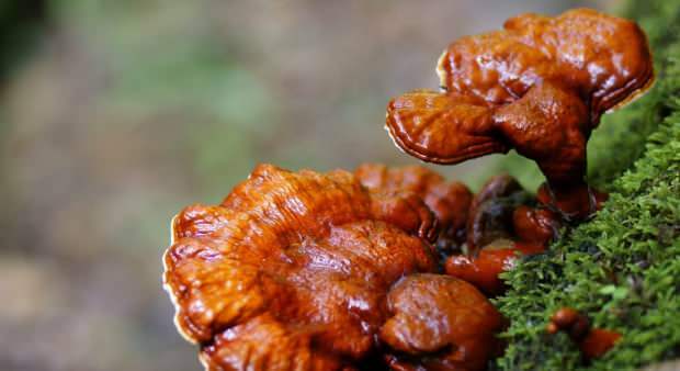 kuidas reishi seeni tarbida