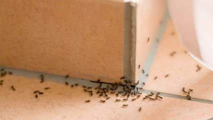 Tõhus meetod sipelgate eemaldamiseks kodus! Kuidas saab sipelgaid tapmata tappa? 