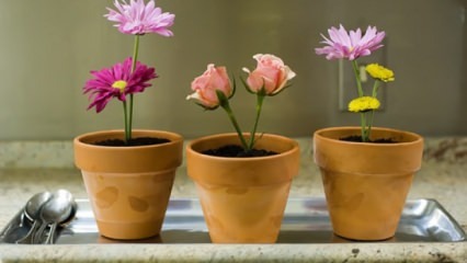 Lilled, mida kevadhooajal kodus hooldada