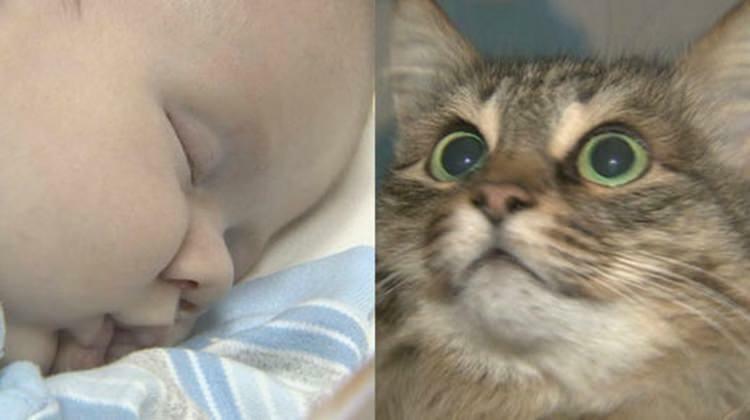 Hulkuv kass päästis beebi elu!
