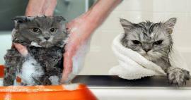 Kas kassid pesevad? Kuidas kasse pesta? Kas kasside vannitamine on kahjulik?