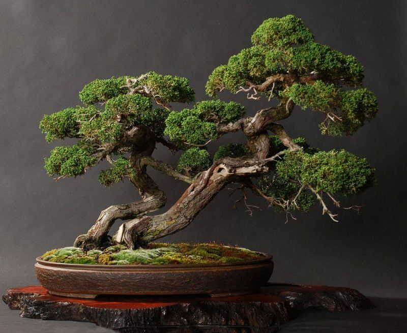  Kuidas hoolitseda bonsai puu eest