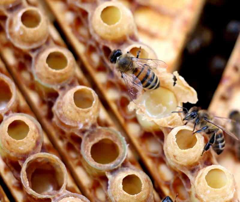 Mesilaspiim on looduses kõige tõhusam vitamiinide ja mineraalide allikas.