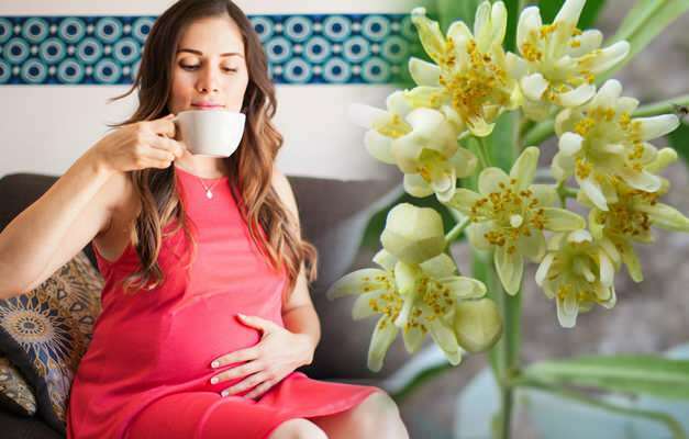 Kas taimetee on raseduse ajal purjus? Riskiga taimeteed raseduse ajal