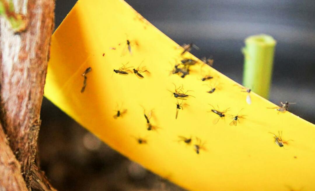 Lõplik lahendus putukate vastu kodus! Kuidas vältida väikeste kärbeste lendamist kodus?
