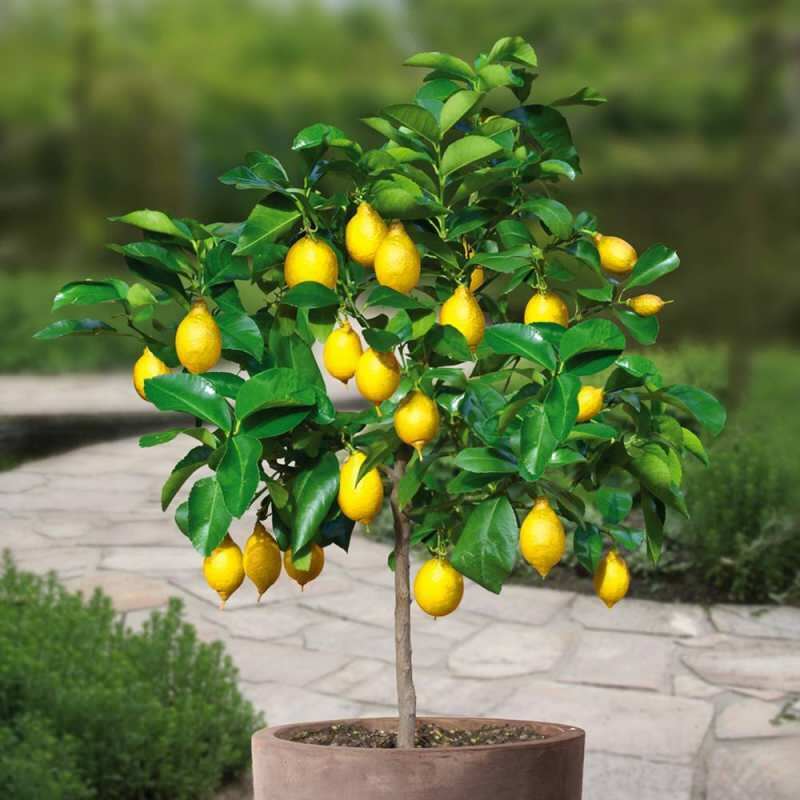 Kuidas kodus sidrunit pottides kasvatada? Näpunäited sidrunite kasvatamiseks ja hooldamiseks