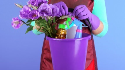 Mis on neljapäeval maja koristamise saladused? Maja koristamine õlilampides