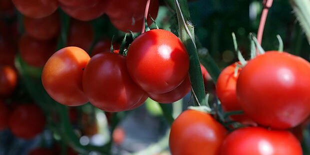 Kas tomat on nahale kasulik?