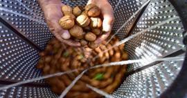Ta kasvatas Bitlis maailmakuulsat Adilcevazi pähklit! kõik räägivad sellest