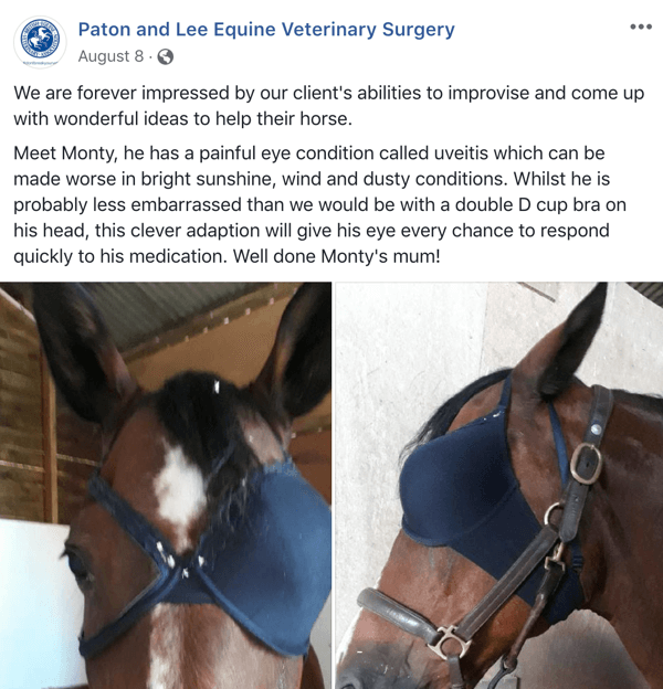 Näide Facebooki postitusest UGC-ga Patoni ja Lee hobuste veterinaarkirurgiast.