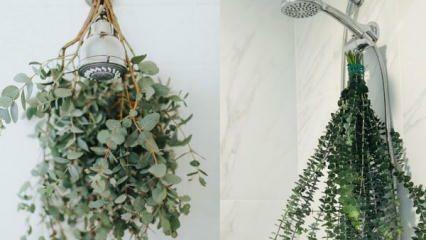 Kuidas eukalüpti duši alla riputada? Eukalüpti kasutamise viisid vannitoa kaunistamisel!