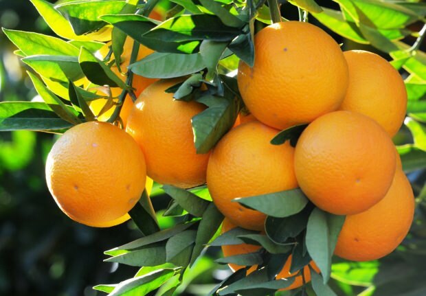 Oranži eelised