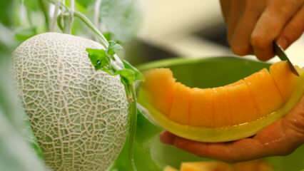 Kuidas valida lihtsaim melon? Võti magusate melonite nagu mesi valimisel