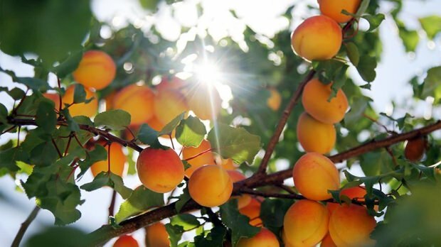 Kuidas aprikoositeed valmistatakse?