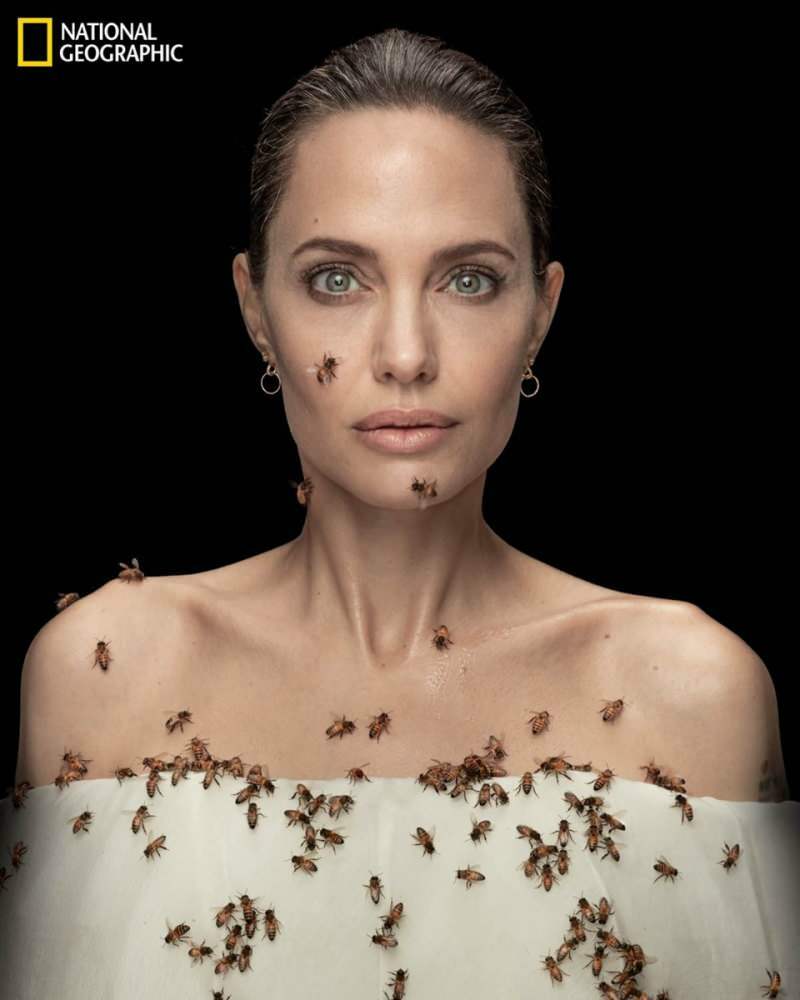 Mesilastele mõeldud mesilaste objektiivis Angelina Jolie!