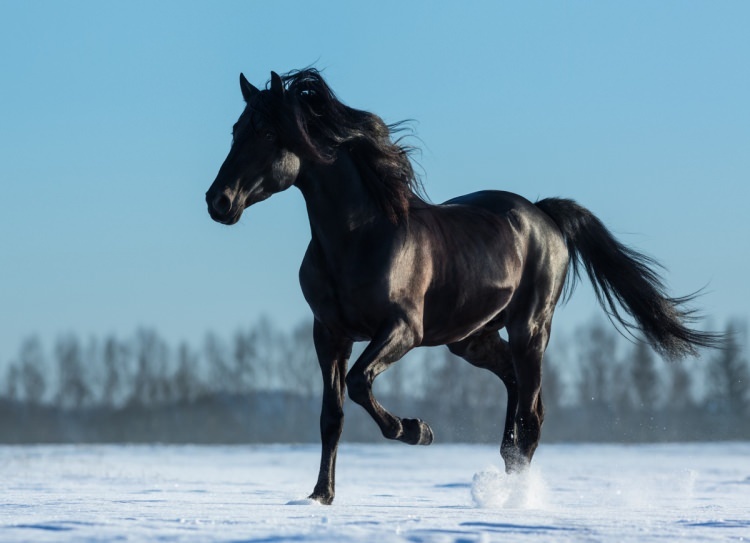 Kuidas öelda hobune unenäos? Mis tähendus on unes hobuse nägemine?