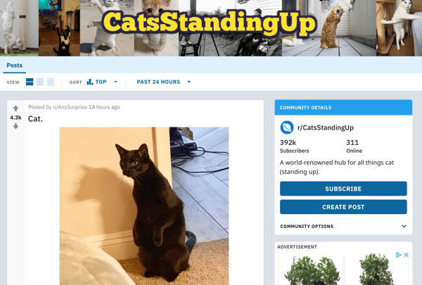 Kuidas oma ettevõtet Redditis turustada, näite postitus saidilt subreddit r / CatsStandingUp