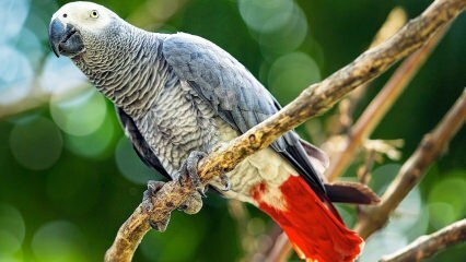 Kuidas hoolitseda Jako papagoi eest? Kuidas seda söödetakse? Kuidas seda treenitakse?