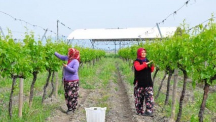 Ekspordinõudlus sajab viinamarjalehti, uus sissetuleku värav