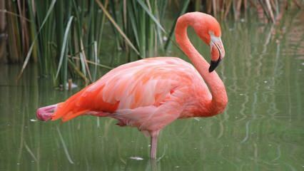 Adana sai 'Pink Flamingos' koduks!