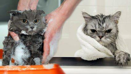 Kas kassid pesevad? Kuidas kasse pesta? Kas kasside vannitamine on kahjulik?