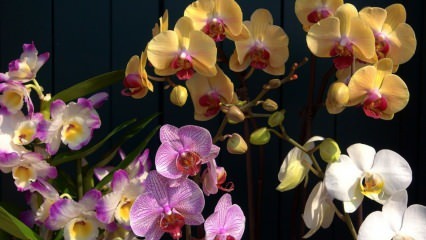 Kuidas orhideesid hooldada? Kuidas kodus orhideed kasta? Orhideede elustamise meetod