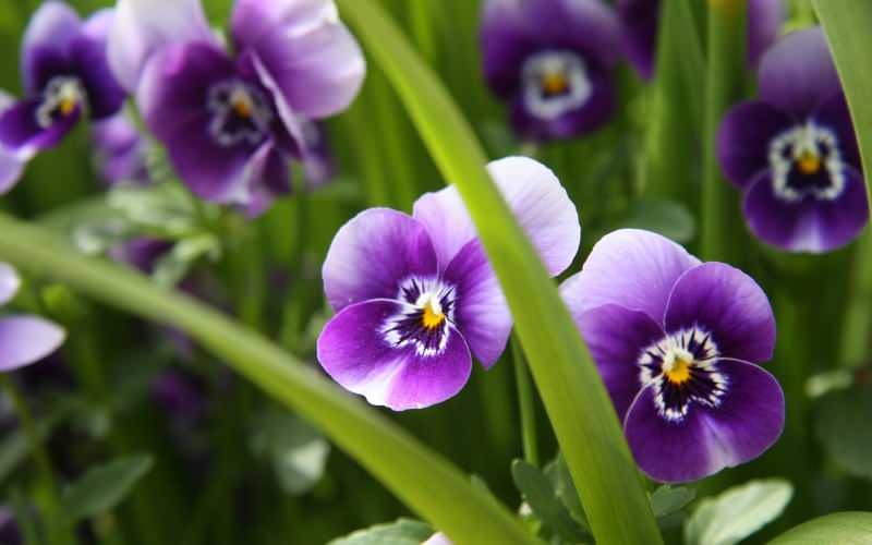 Kuidas violetse õie eest hoolitseda? Kuidas violetset õit reprodutseerida?