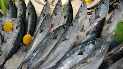Millised on bonitokala eelised ja milleks see hea on? Millist kala tuleks tarbida kuidas?