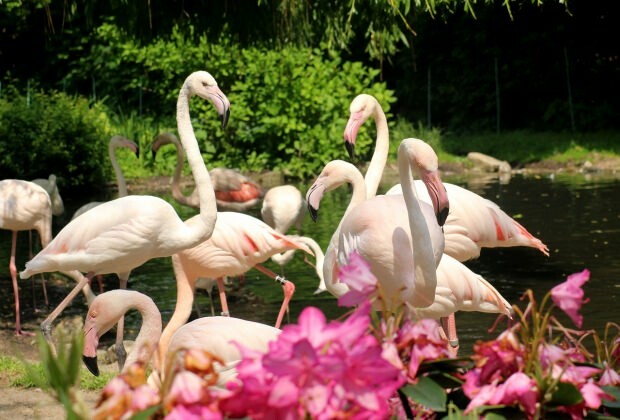 Mida teha Flamingoköy's?