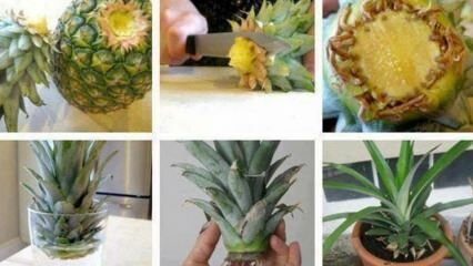 Kuidas kodus ananassi kasvatada?