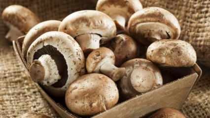 Kuidas mõista seene värskust? Kuidas seeni säilitada? Näpunäiteid seente keetmiseks