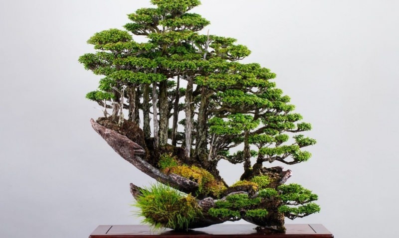 bonsai puu tunnused