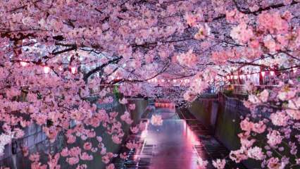 Mida Sakura tähendab? Sakura lille tundmatud omadused