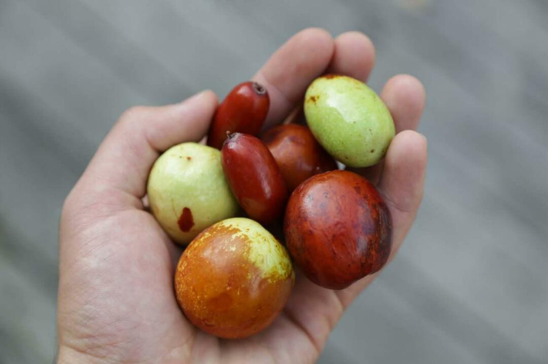 Meetod kaalust alla võtta juuajuure söömisega! Mis on jujube Kas sellest tehakse teed kehakaalu langetamiseks? Jujube äädika eelised