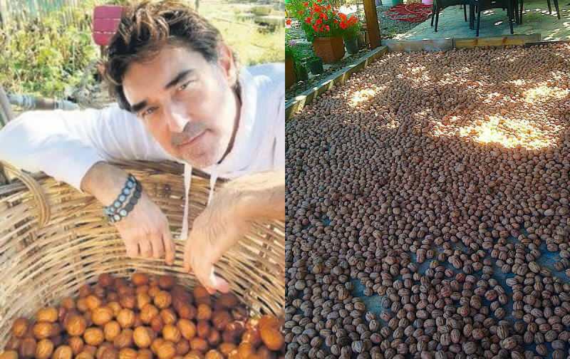 Burak Hakkı alustas kreeka pähklite koristamist oma talus!