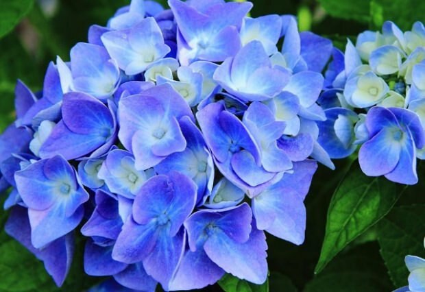 Sinine hortensia