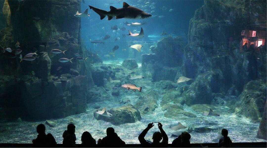 Istanbuli akvaarium