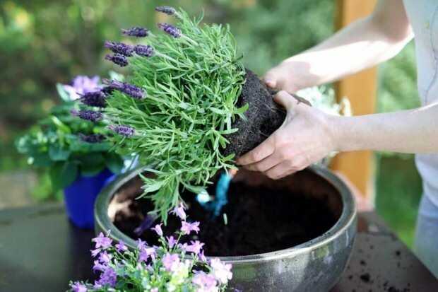 Kuidas hoolitseda lavendlillede paljundamise ja kodus kasvamise eest