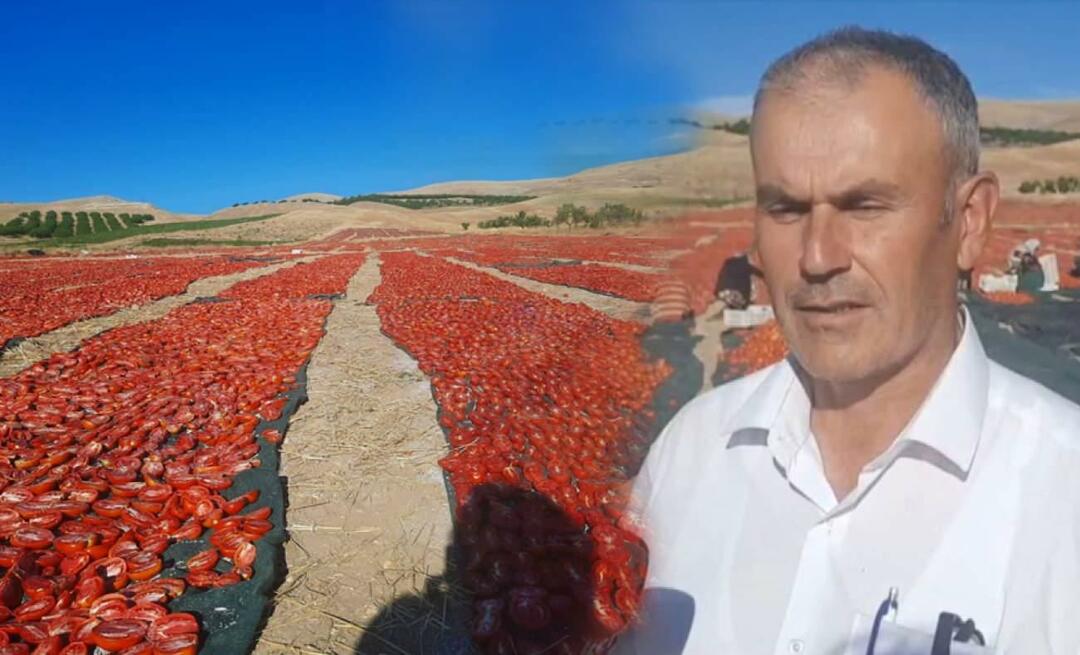 Malatyas algas kuivatamiseks mõeldud tomatite koristamine!