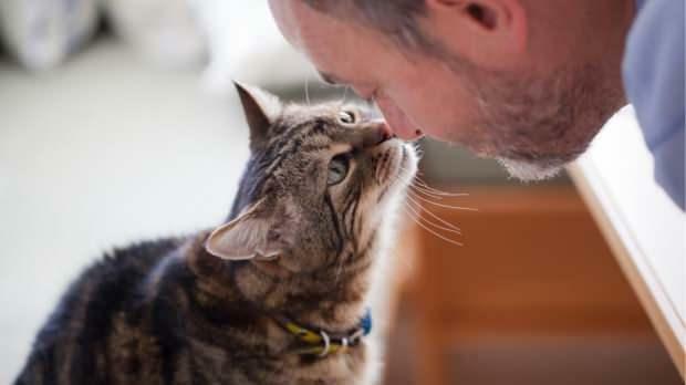 Kuidas kassid oma armastust näitavad